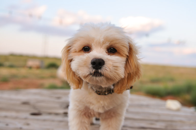 how big does a shih tzu poodle get