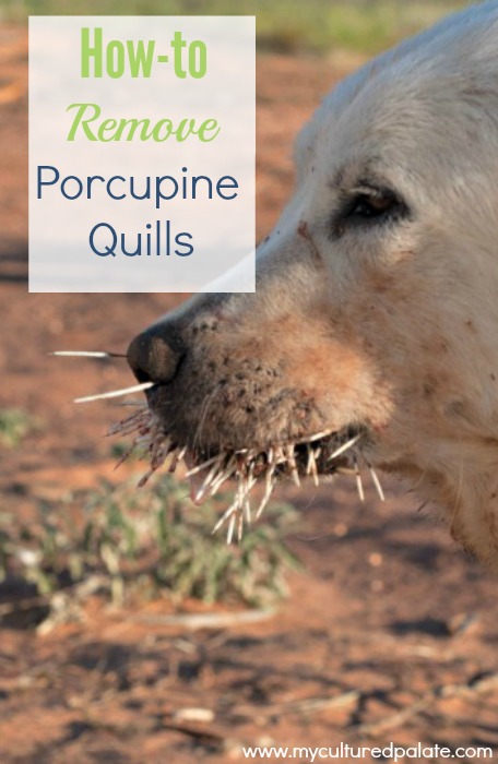 how do you get porcupine quills out of a dogs mouth