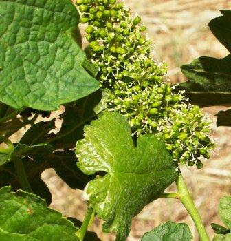 grape-bloom-closeup.jpg