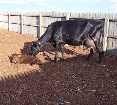 Brownie-after-birth1.jpg