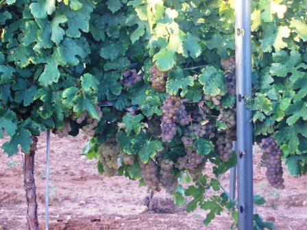 Roussanne-before-harvest.jpg