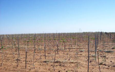 vineyard-April-2011.jpg