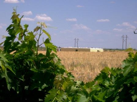 july-2011-house-through-vineyard.jpg