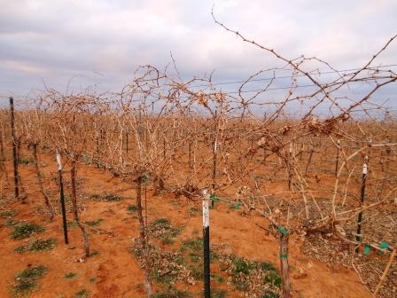 winter-in-the-vineyard.jpg