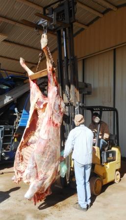 Butchering Our First Cow!