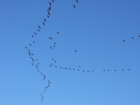 more-geese-jan.jpg