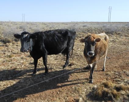 Cows-Buttercup-and-Emmi.jpg