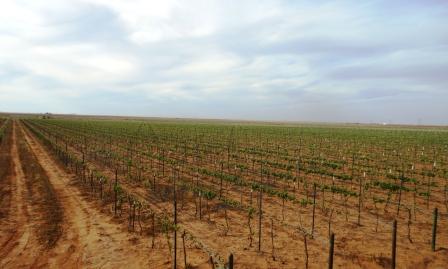 March-2012-vineyard.jpg