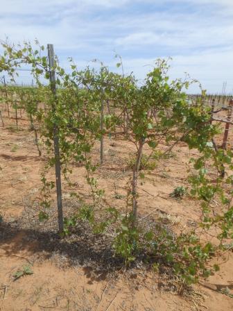 propogation-rootstock-unpruned.jpg