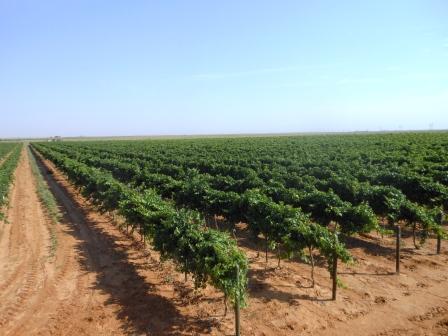 june-2012-vineyard.jpg