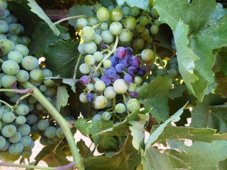 verasion-3-2012.jpg