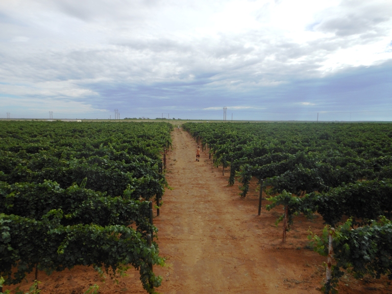 vineyard-July-2012.jpg