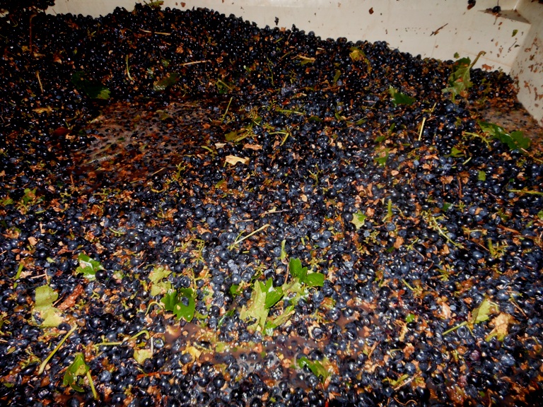 Aglianico-grapes-in-bin.jpg