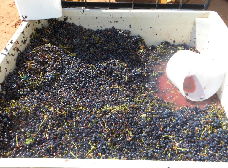 Aglianico-grapes-to-be-crushed.jpg