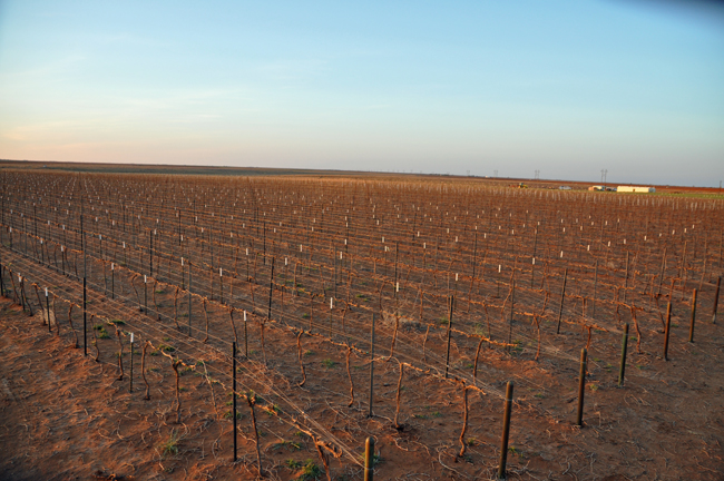 pruned-vineyard.jpg