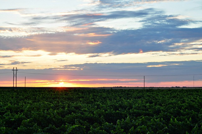 sunrise-over-west-Texas-vineyard-July-2013.jpg