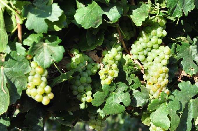 Roussanne-clusters.jpg