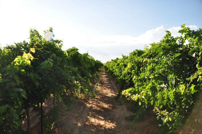 untucked-vines-july-2013.jpg