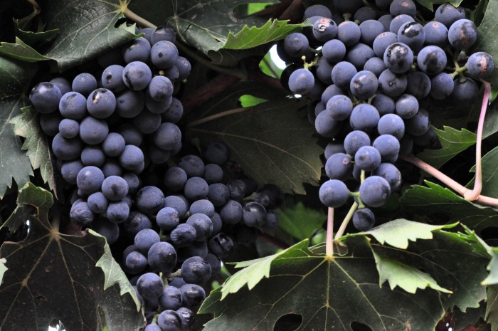 Montepulciano-grape-clusters.jpg