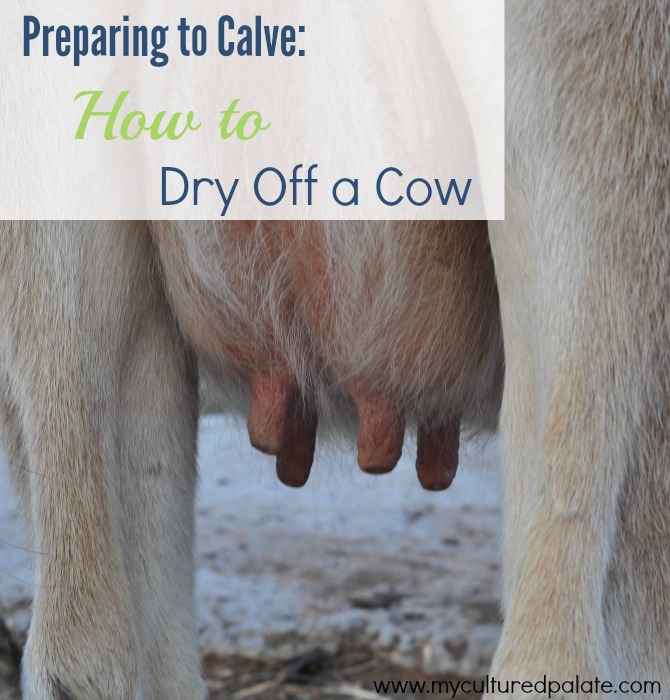 preparing-to-calve-how-to-dry-off-a-cow.jpg