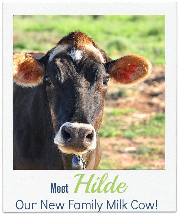 Hilde-our-new-Jersey-milk-cow1.jpg