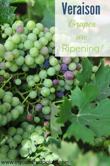 verasion-grapes-are-ripening1.jpg