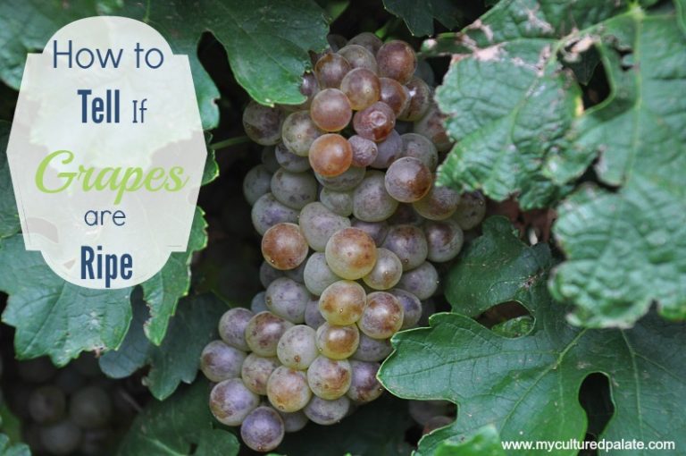 how-to-tell-if-grapes-are-ripe1.jpg