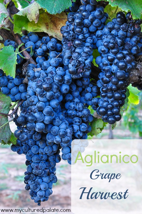 Aglianico-Grape-Harvest.jpg