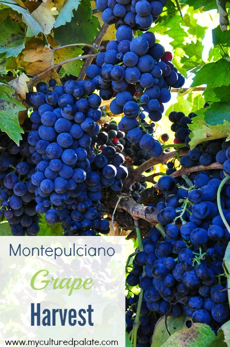 Montepulciano-grape-harvest.jpg