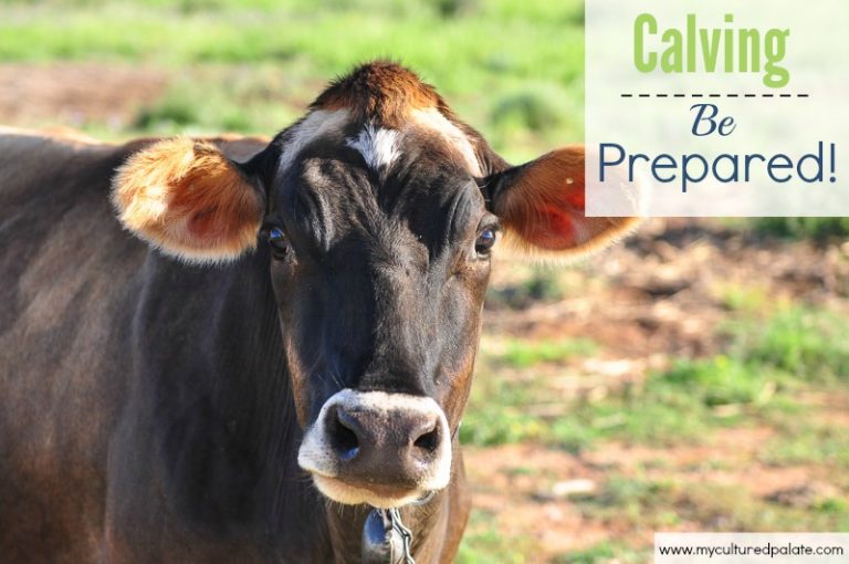 calving-be-prepared.jpg