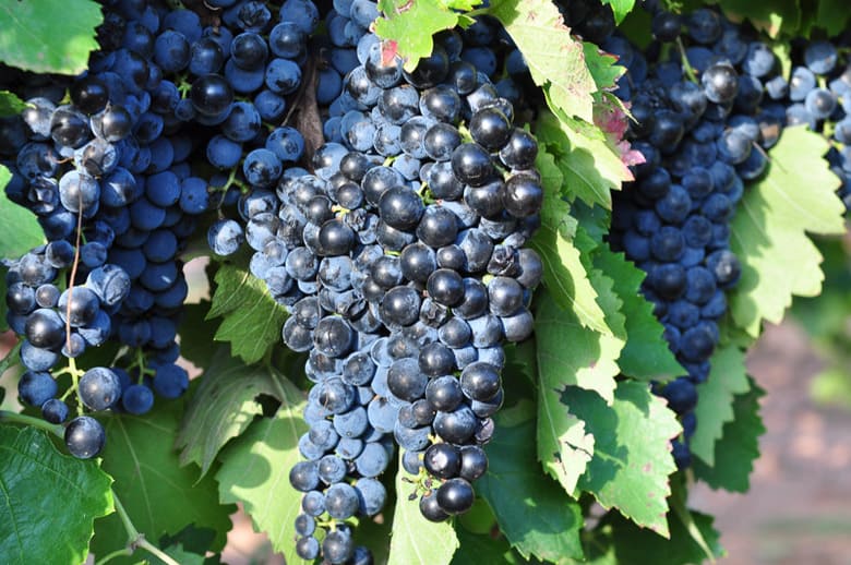 Making Wine at Home from Montepulciano Grapes
