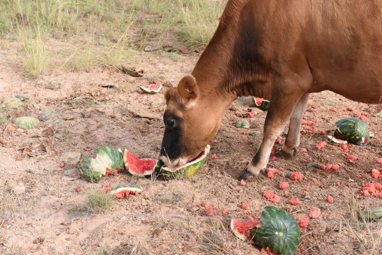 Cows Love Watermelon and Pumpkin! Oswald Vineyard
