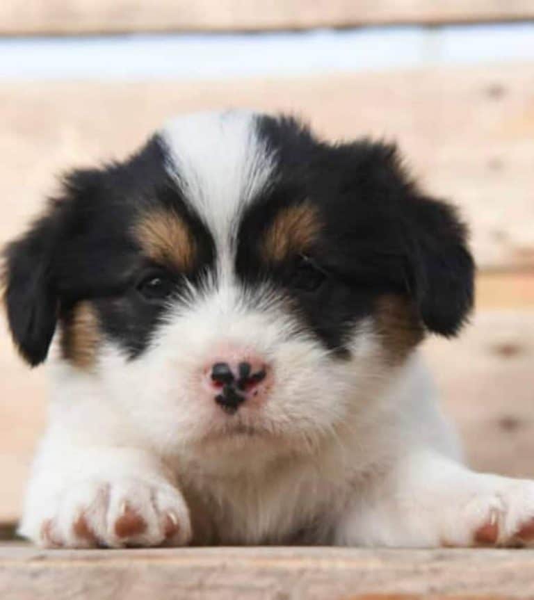 Corgipoo puppy on a bench.