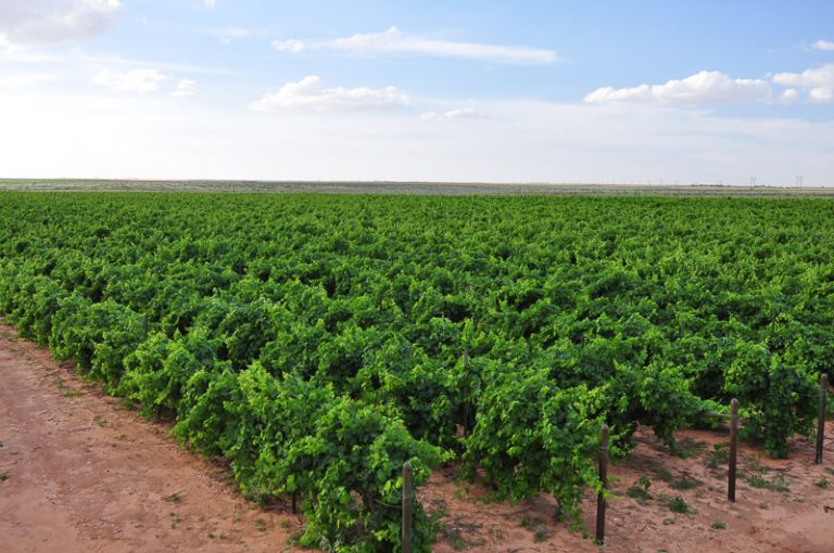 Oswald Vineyard May/June 2014