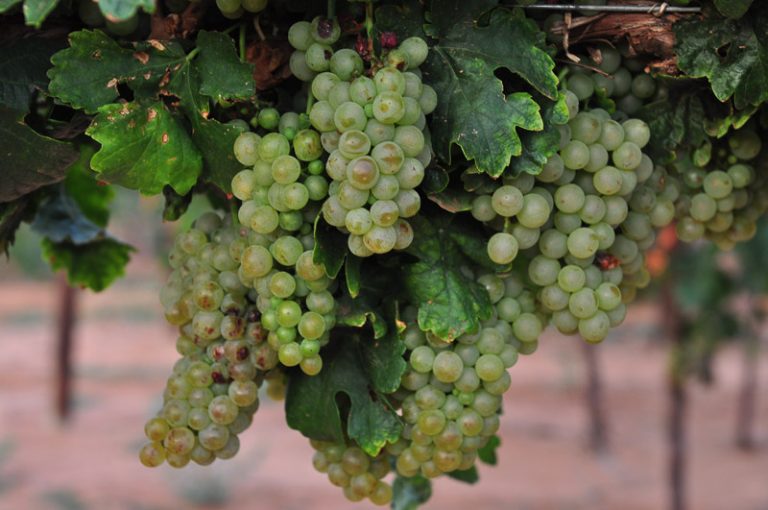 Roussanne Harvest 2014