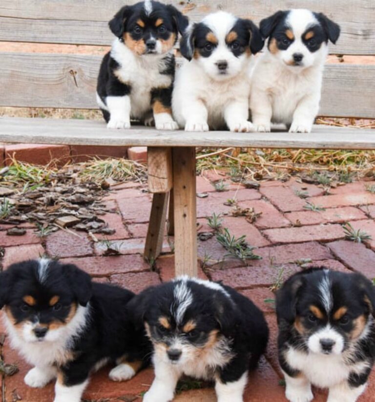 Corgipoo puppies