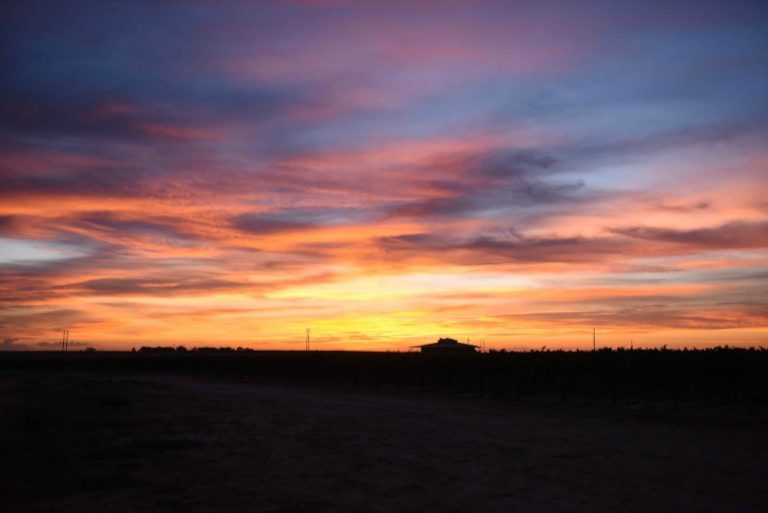 Oswald Vineyard Roussanne Harvest at Sunrise