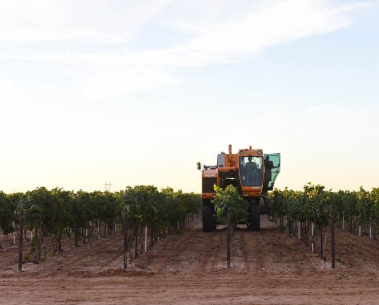 Finishing Roussanne Harvest