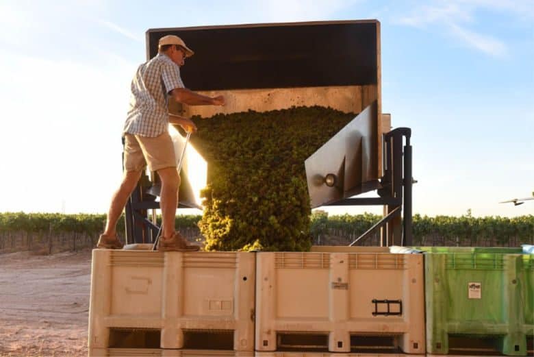 Finishing Roussanne Harvest - Dumping into the Bins