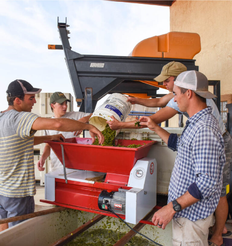 Guys crushing Roussanne grapes.