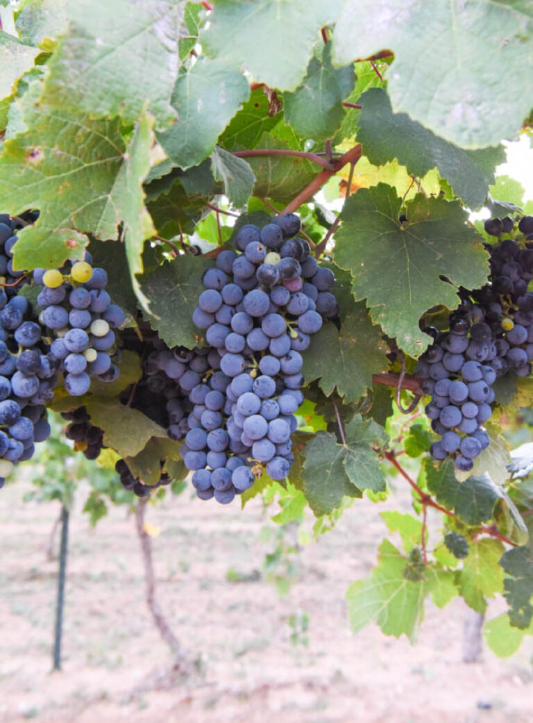 Montepulciano grapes hanging on the vine