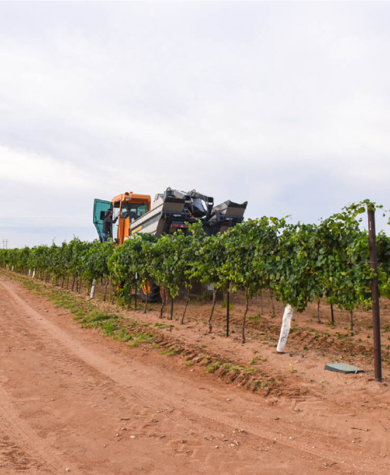 Albarino Harvest 2020