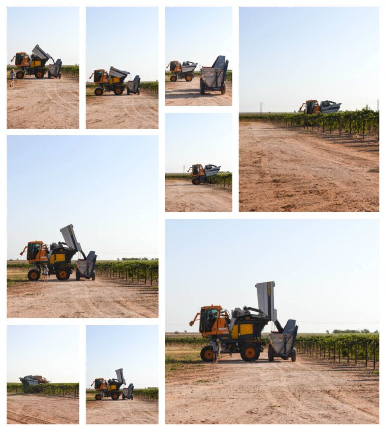 Collage pic; Pellenc harvester dumping into dump buggy