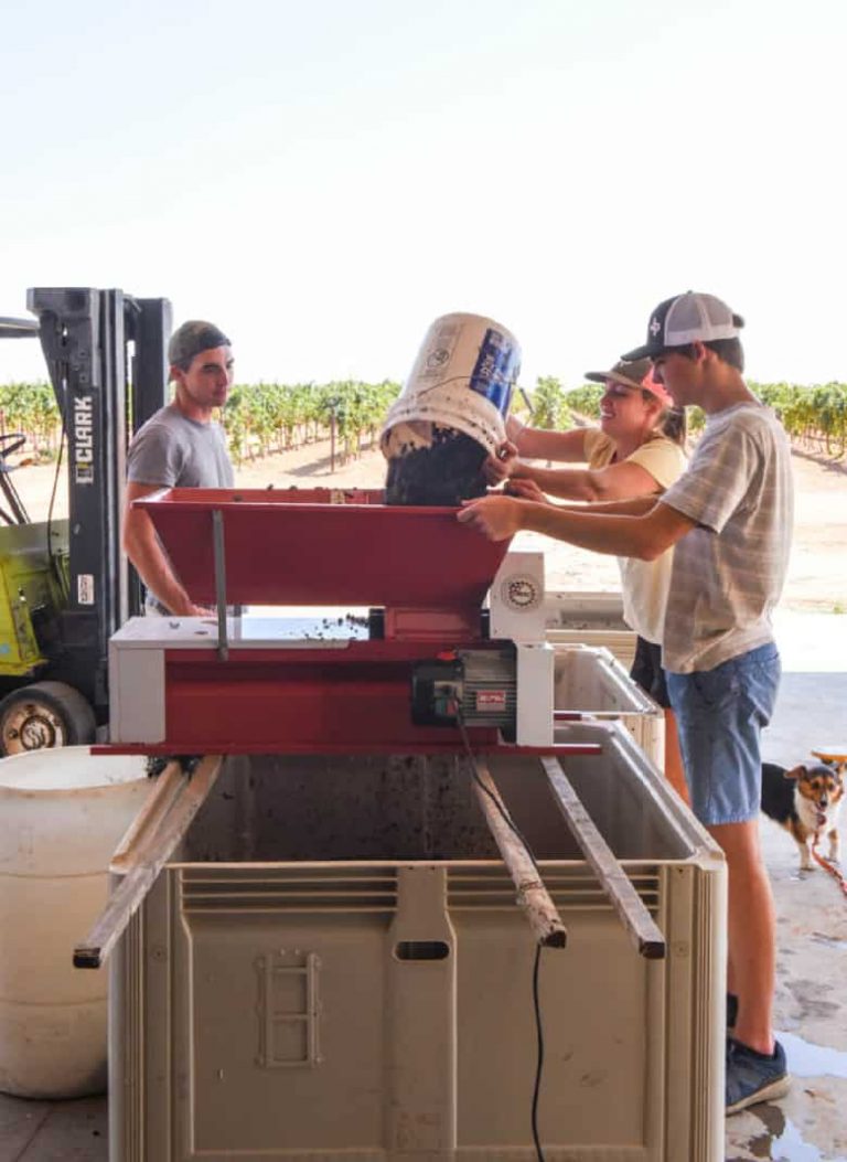 Crushing Algianico Grapes