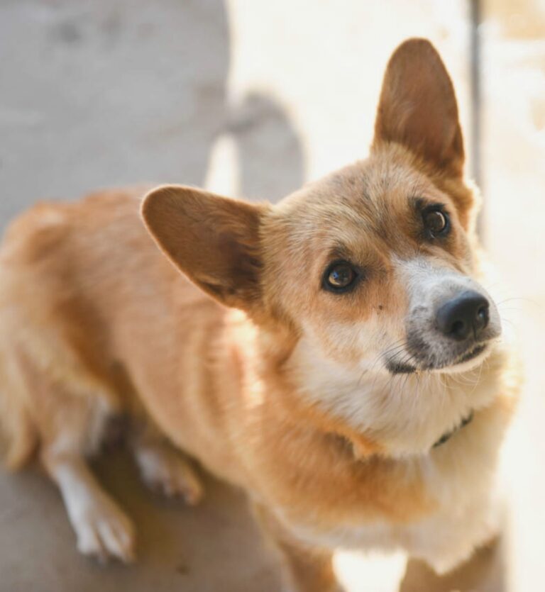 First Time Mom - Jingles, red and white Corgi