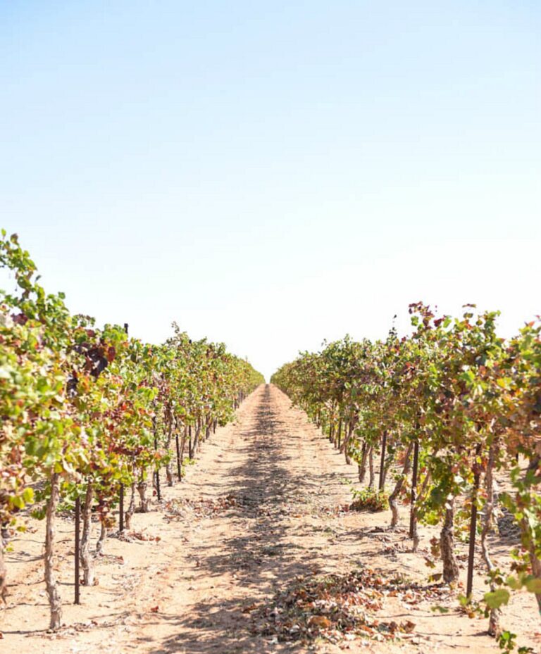 Fall Vineyard - Looking down a row of grape vines which have some multi colored leaves.