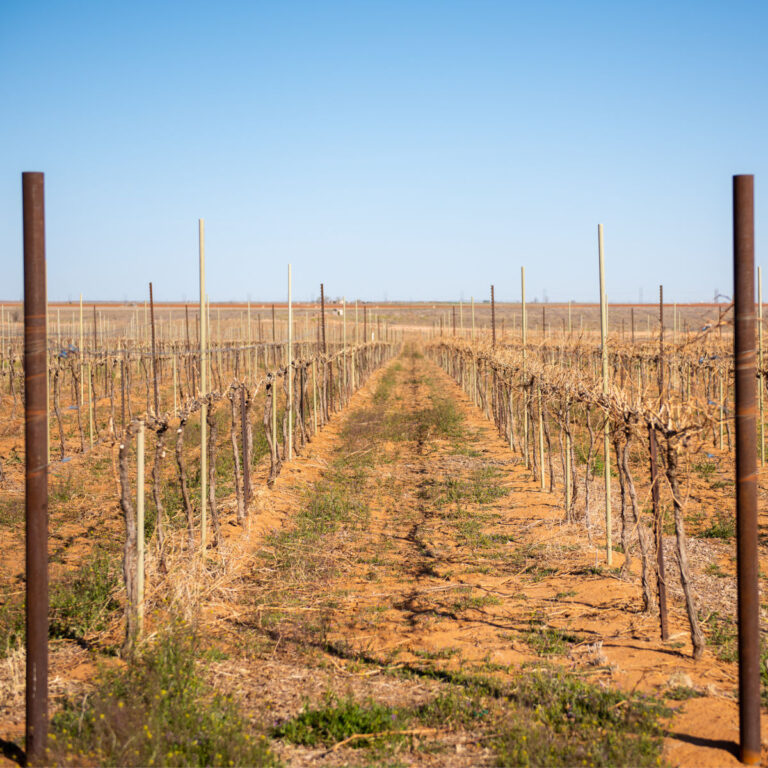 Pruning 2021 - A view down rows in the vineyard.