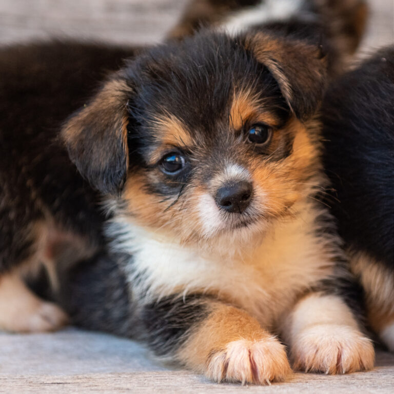 Flopsy's 1st Corgipoo Litter - tri colored puppy looking at the camera.