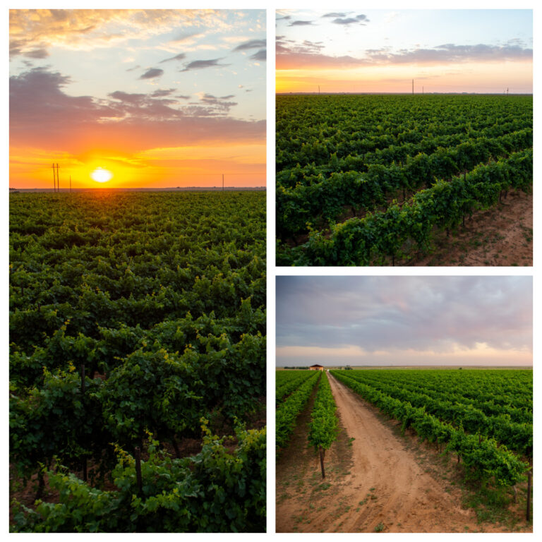 Summer in the Vineyard - Collage of pictures of the vineyard while the sun rises.