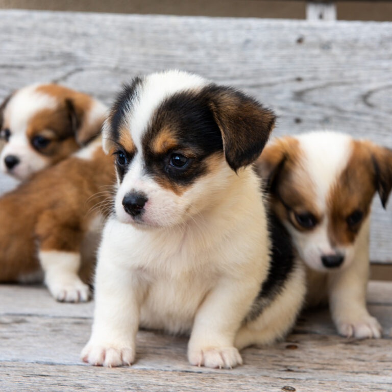 Tricolored corgipoo puppy in foreground with others in background.